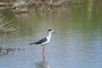 echasse blanche dans l 'eau