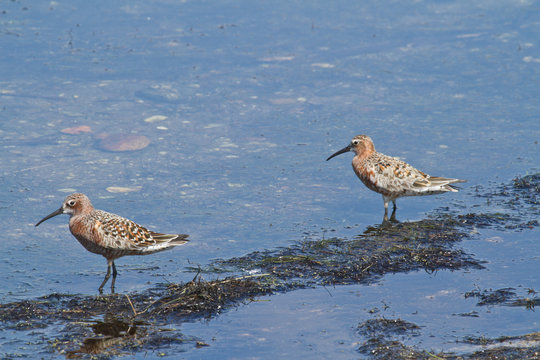 oiseaux migrateurs en corse (chevalier gambette)