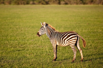 Fototapeta na wymiar Zebra foal in the Serengeti National Park, Tanzania