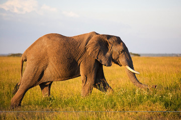 Fototapeta na wymiar Słoń afrykański w Serengeti National Park, Tanzania