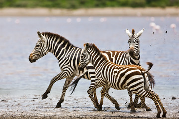 Fototapeta na wymiar Zebry w Serengeti National Park, Tanzania