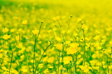 Butterblume (Hahnenfuß)