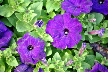 Pretty Purple Petunias