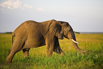 Fototapeta na wymiar African elephant in the Serengeti National Park, Tanzania