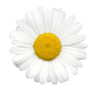 Sommerblumen #21