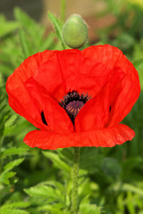 Obraz premium Mohnblüte