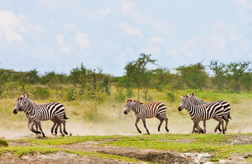 Obraz na płótnie Canvas Zebras in the Serengeti National Park, Tanzania