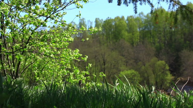 Branches of trees moving in the wind