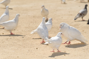cute doves