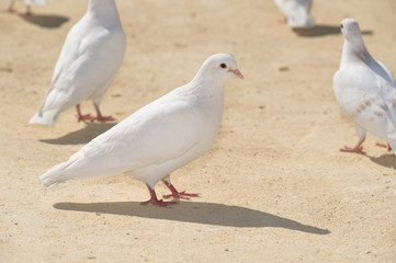 cute doves
