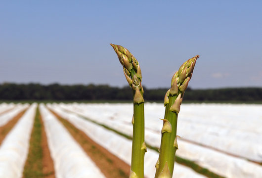 Gr&uuml;ner Spargel vor Spargelfeld