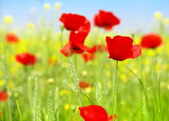red Poppy