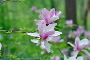 Magnolia flower with natural green background