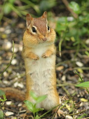 Eastern Chipmunk Standing on Hind Legs - Ontario Canada