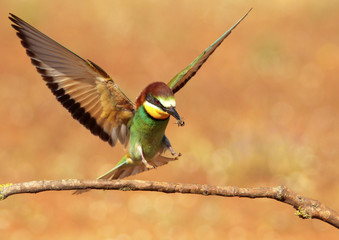 Abejaruco común en vuelo