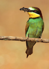 Abejaruco común con insecto de perfil