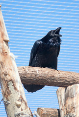 Raven (Corvus corax) croaks