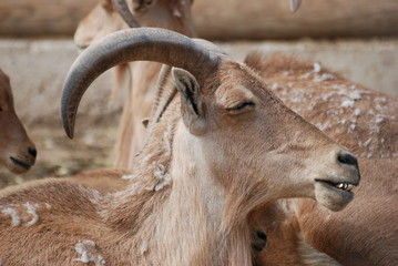 Fototapeta premium mouflon