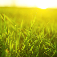 Bright vibrant green grass close-up