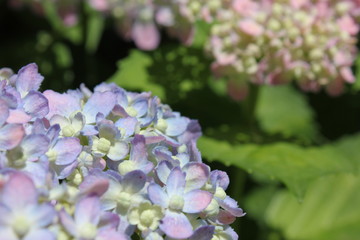 青の紫陽花