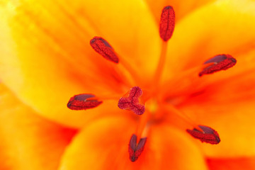 Orange Lilie von oben