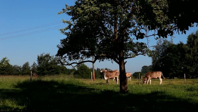 K&uuml;he auf Wiese