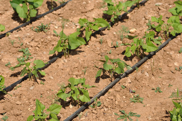 haricots verts 2