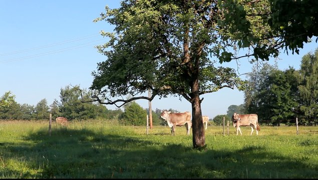 K&uuml;he auf Wiese