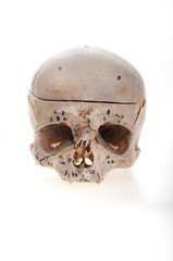 human skull