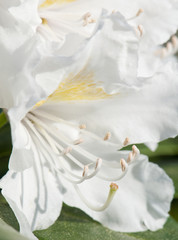 Weiße Rhododendronblüten, Makro