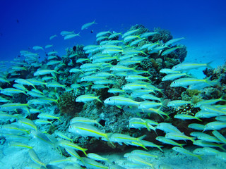 Fototapeta na wymiar Group of coral fish in water.