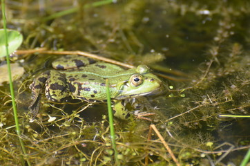 Wasserfrosch