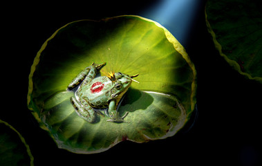 Prince frog in the spotlight - Powered by Adobe