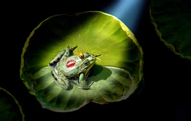 Aluminium Prints Frog Prince frog in the spotlight