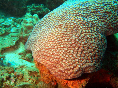 Stony corals of the South-Chinese sea