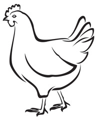 Chicken (Hen) Vector Illustration