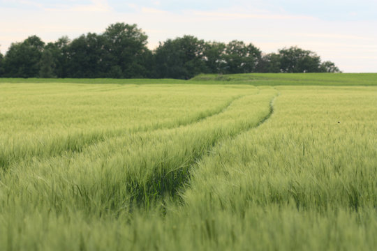 Getreidefeld
