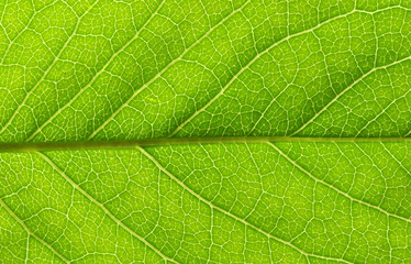 leaf texture