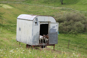 Ein Bauwagen für Ziegen