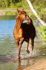 chestnut arabian horse stallion runs in water