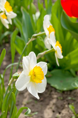 Narcissus