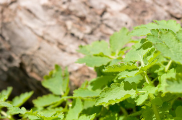 Celandine on a background the bark of tree