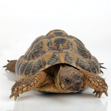 Landschildkr&ouml;te von vorne
