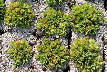 Hauswurz Hauswurze Sempervivum tectorum Dachwurz Dach