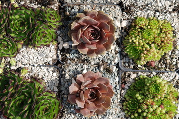 Sempervivum Chivalry brunneifolium Jovibarba sobolifera