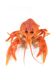 crayfish