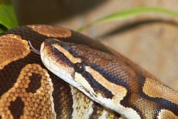 snake