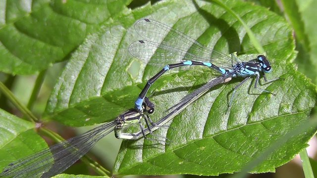 Hufeisen-Azurjungfer - Coenagrion puella