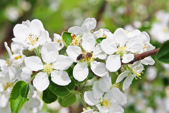 Blossoming of apple tree