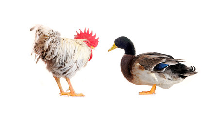 duck and cock